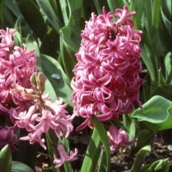 Rubies And Pearls Hyacinth Mix 8 Rubies And Pearls Hyacinth Mix -Garden Bloomy Shop x600 25526