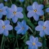 Constellation Of Blue Stars Ipheion Mix -Garden Bloomy Shop x600 25532