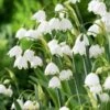 Leucojum Aestivum 'Gravetye Giant' -Garden Bloomy Shop x600 25536