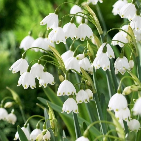 Leucojum Aestivum 'Gravetye Giant' 3 Leucojum Aestivum 'Gravetye Giant'