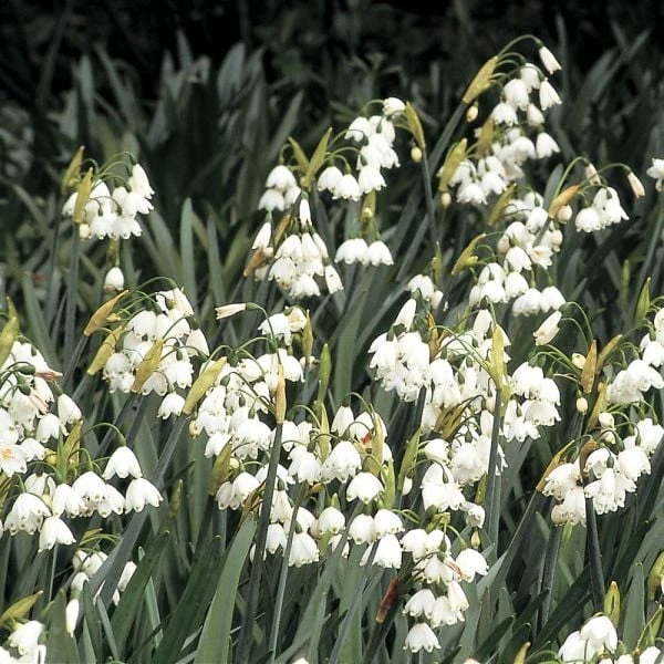 Leucojum Aestivum 'Gravetye Giant' 4 Leucojum Aestivum 'Gravetye Giant' - Image 2