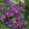 Clematis 'Etoile Violette' -Garden Bloomy Shop x600 25542