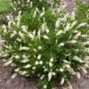 Clethra Alnifolia Vanilla Spice® 1 Clethra Alnifolia Vanilla Spice® -Garden Bloomy Shop x600 25547