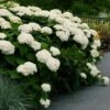 Hydrangea Arborescens 'Annabelle' 1 Hydrangea Arborescens 'Annabelle' -Garden Bloomy Shop x600 25549