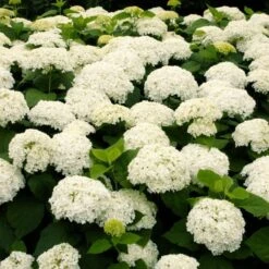 Hydrangea Arborescens 'Annabelle' -Garden Bloomy Shop x600 25551
