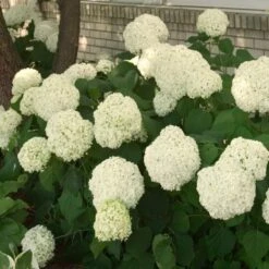 Hydrangea Arborescens 'Annabelle' -Garden Bloomy Shop x600 25552