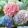 Hydrangea Macrophylla Everlasting® Revolution 2 Hydrangea Macrophylla Everlasting® Revolution -Garden Bloomy Shop x600 25553