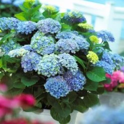 Hydrangea Macrophylla Everlasting® Revolution -Garden Bloomy Shop x600 25555