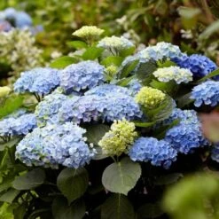 Hydrangea Macrophylla Everlasting® Revolution -Garden Bloomy Shop x600 25556