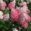 Hydrangea Paniculata Vanilla Strawberry™ -Garden Bloomy Shop x600 25564