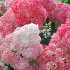 Hydrangea Paniculata Vanilla Strawberry™ -Garden Bloomy Shop x600 25566