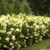 Hydrangea Paniculata 'Limelight' -Garden Bloomy Shop x600 25569