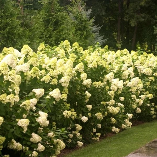 Hydrangea Paniculata 'Limelight' 3 Hydrangea Paniculata 'Limelight'