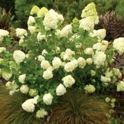 Hydrangea Paniculata 'Limelight' 8 Hydrangea Paniculata 'Limelight' -Garden Bloomy Shop x600 25570