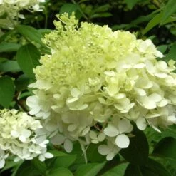 Hydrangea Paniculata 'Limelight' 9 Hydrangea Paniculata 'Limelight' -Garden Bloomy Shop x600 25571