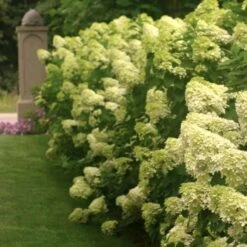 Hydrangea Paniculata 'Limelight' 10 Hydrangea Paniculata 'Limelight' -Garden Bloomy Shop x600 25572