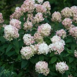 Hydrangea Paniculata Fire Light® -Garden Bloomy Shop x600 25575