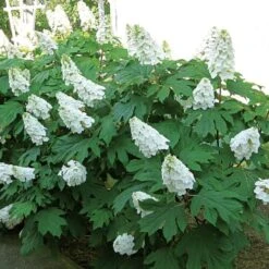 Hydrangea Quercifolia Gatsby Gal® -Garden Bloomy Shop x600 25585