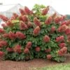 Hydrangea Quercifolia 'Ruby Slippers' 1 Hydrangea Quercifolia 'Ruby Slippers' -Garden Bloomy Shop x600 25586