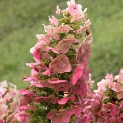 Hydrangea Quercifolia 'Ruby Slippers' -Garden Bloomy Shop x600 25587
