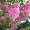Hydrangea Paniculata Strawberry Sundae® -Garden Bloomy Shop x600 25588