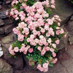 Rose 'The Fairy' -Garden Bloomy Shop x600 25590