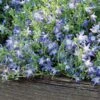 Campanula Poscharskyana 'Blue Gown'
