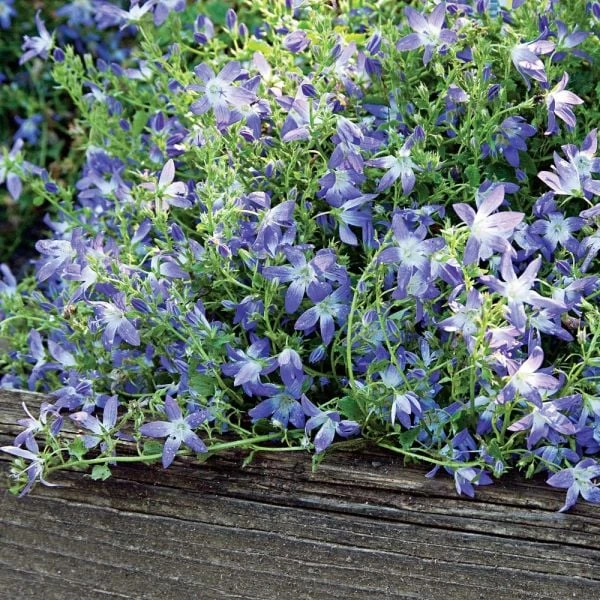 Campanula Poscharskyana 'Blue Gown' 3 Campanula Poscharskyana 'Blue Gown'