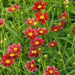 Coreopsis Big Bang™ 'Mercury Rising' 7 Coreopsis Big Bang™ 'Mercury Rising' -Garden Bloomy Shop x600 25610