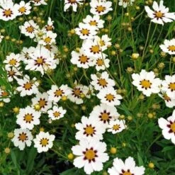 Coreopsis Big Bang™ 'Star Cluster' -Garden Bloomy Shop x600 25611