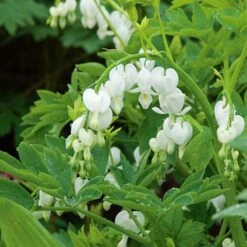 Dicentra Spectabilis 'Alba' 8 Dicentra Spectabilis 'Alba' -Garden Bloomy Shop x600 25615