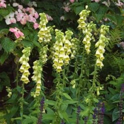 Digitalis Grandiflora -Garden Bloomy Shop x600 25617