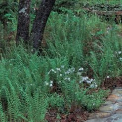 Polystichum Acrostichoides - Christmas Fern -Garden Bloomy Shop x600 25627
