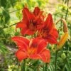Hemerocallis (Daylily) 'Alabama Jubilee' -Garden Bloomy Shop x600 25636