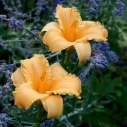 Hemerocallis (Daylily) 'Apricot Sparkles' - Reblooming 9 Hemerocallis (Daylily) 'Apricot Sparkles' - Reblooming -Garden Bloomy Shop x600 25640