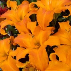 Hemerocallis (Daylily) Rainbow Rhythm® 'Primal Scream'