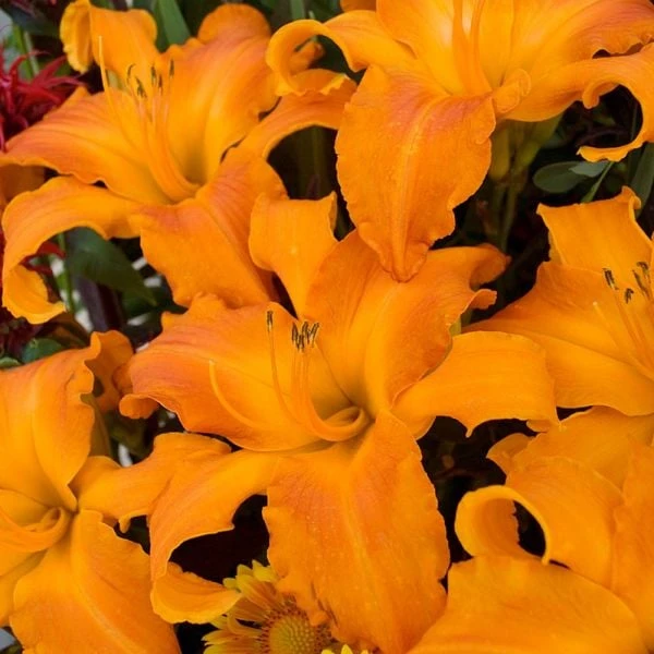 Hemerocallis (Daylily) Rainbow Rhythm® 'Primal Scream' 3 Hemerocallis (Daylily) Rainbow Rhythm® 'Primal Scream'