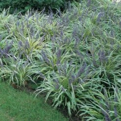 Liriope Muscari 'Variegata' -Garden Bloomy Shop x600 25656