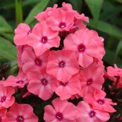Phlox Paniculata Candy Store® Coral Crème Drop -Garden Bloomy Shop x600 25675