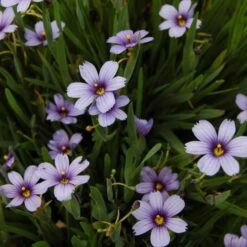 Sisyrinchium Angustifolium 'Lucerne' 9 Sisyrinchium Angustifolium 'Lucerne' -Garden Bloomy Shop x600 25677
