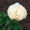 Peony 'Pastelegance' -Garden Bloomy Shop x600 25713