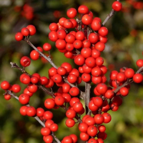 Ilex Verticillata Berry Heavy® 4 Ilex Verticillata Berry Heavy® - Image 2