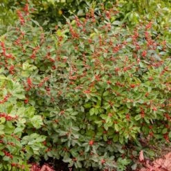 Ilex Verticillata Berry Heavy® 8 Ilex Verticillata Berry Heavy® -Garden Bloomy Shop x600 25725