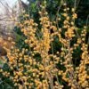 Ilex Verticillata Berry Heavy® Gold -Garden Bloomy Shop x600 25727 1