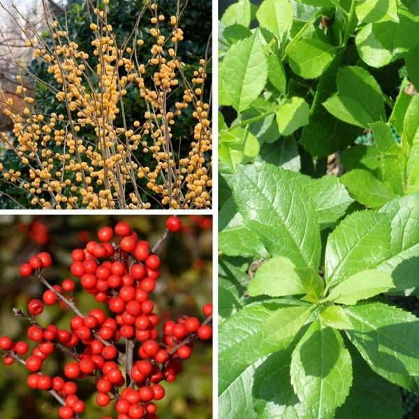 Winterberry Trio 3 Winterberry Trio