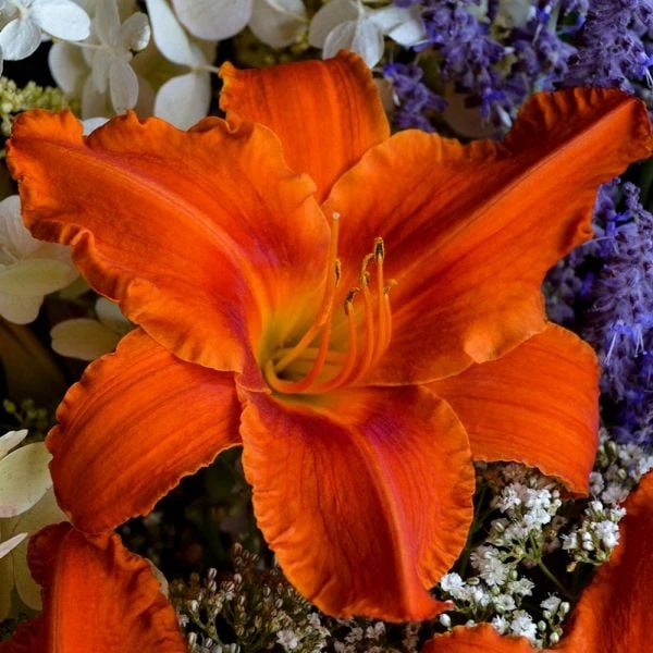 Hemerocallis (Daylily) 'Alabama Jubilee' 4 Hemerocallis (Daylily) 'Alabama Jubilee' - Image 2