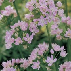 A Big Mix Of Little Alliums 13 A Big Mix Of Little Alliums -Garden Bloomy Shop x600 25817