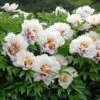 Peony 'Cora Louise' - Itoh Peony 2 Peony 'Cora Louise' - Itoh Peony -Garden Bloomy Shop x600 25876