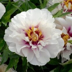 Peony 'Cora Louise' - Itoh Peony -Garden Bloomy Shop x600 25877