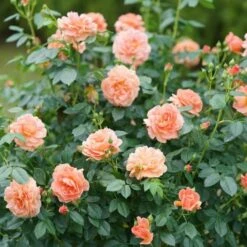 Rose At Last® -Garden Bloomy Shop x600 25974
